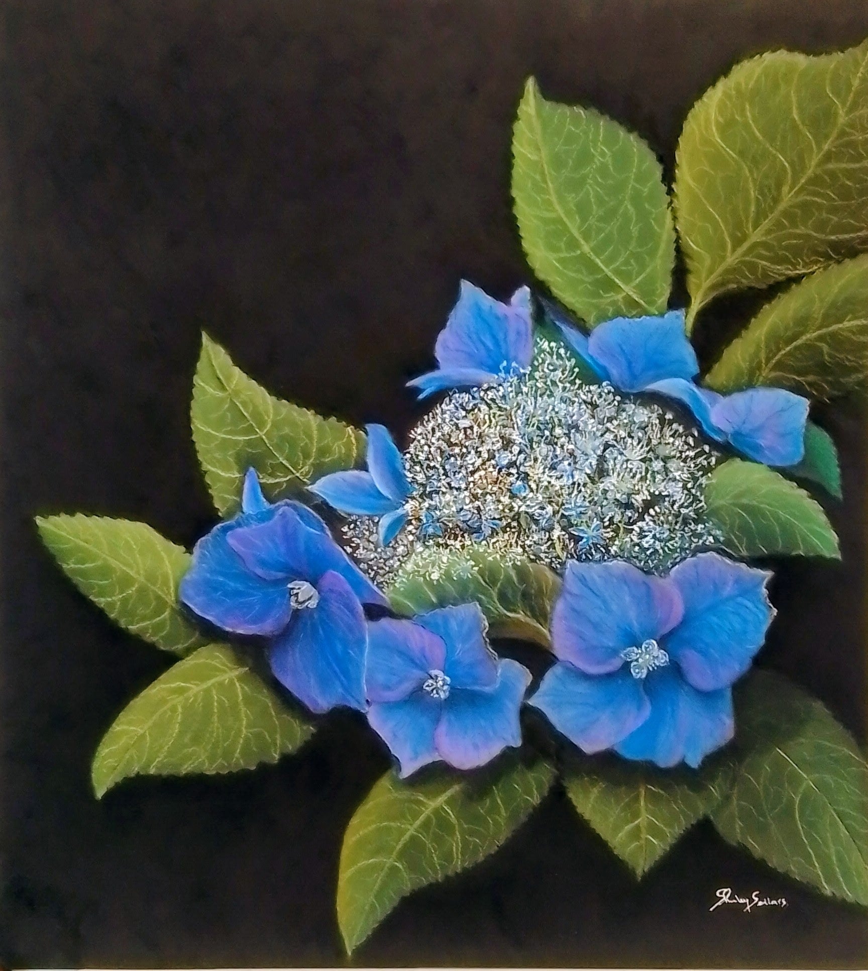 Hydrangea