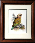 New Zealand Kea