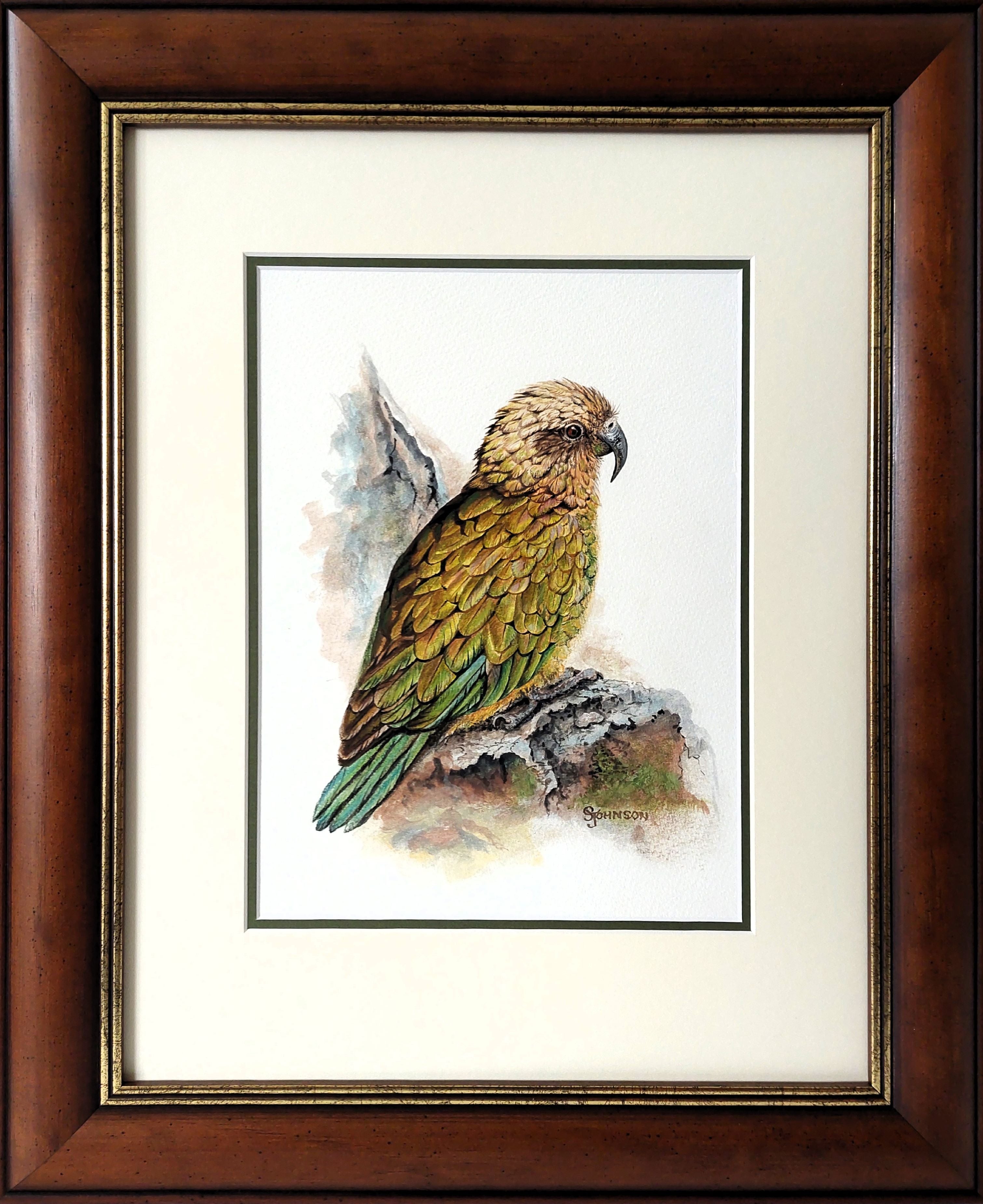 New Zealand Kea