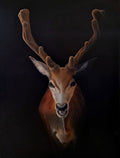 The Summer Stag