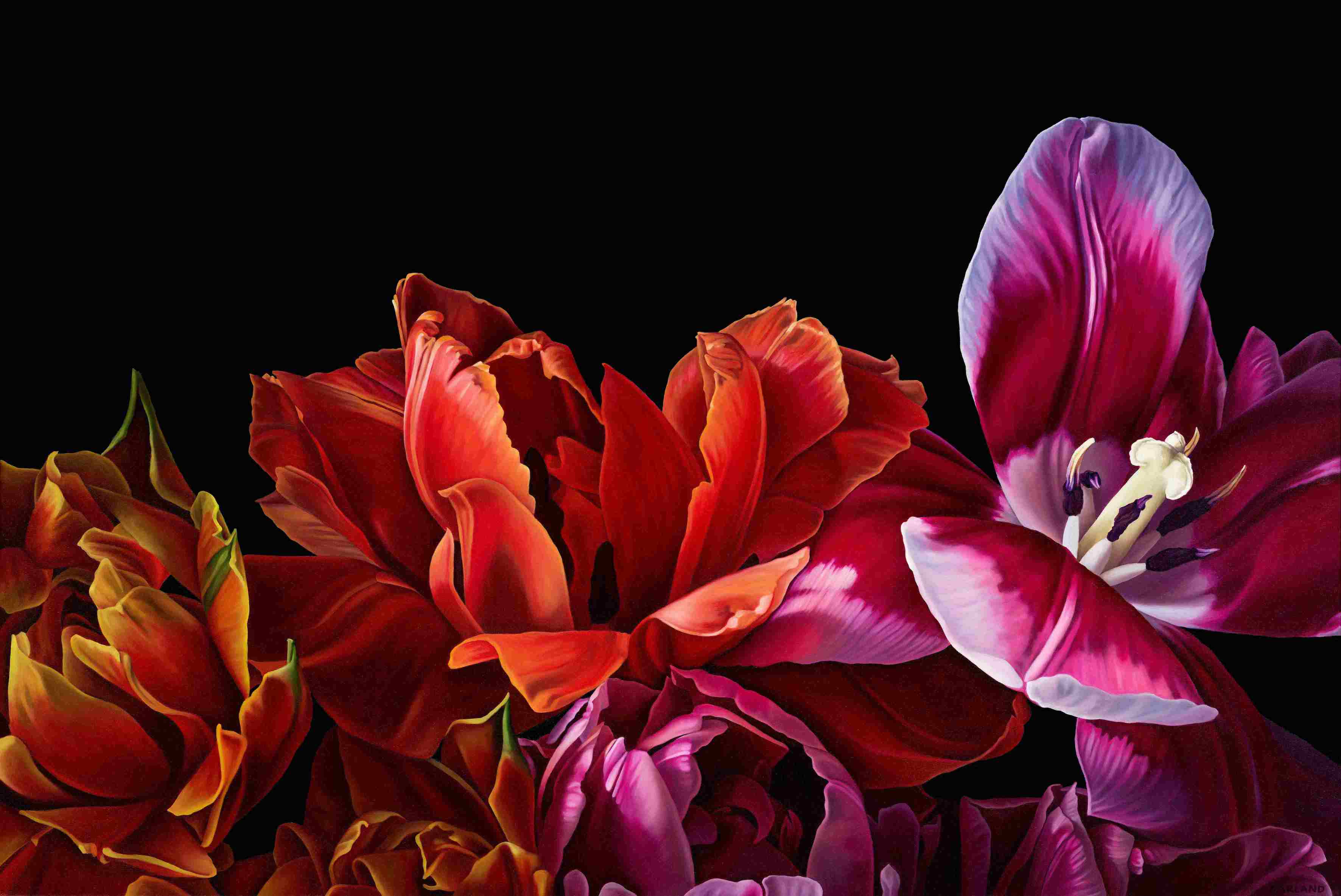 Tulips